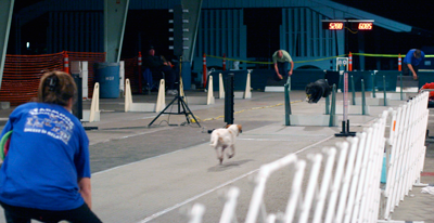 Flora begins her start as the dog approches the finish line. You can see the starting lights in the center, the split times at the end and the boxloaders placing the balls in the boxes for the next dogs and Mel holds a Frizzbee to lure Flora back home