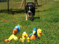 This is my herding instructor's dog, Pete.  He can herd anything and has a special talent for herding ducks.