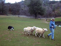 Meg Sheep Herding