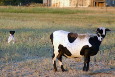 Herding Danish/Swedish Farmdog Suzie ready to herd