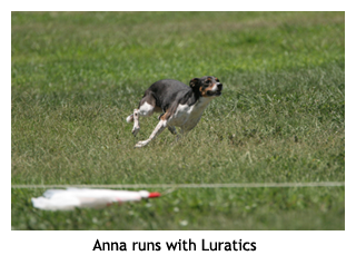 http://www.farmdogs.org/Farmdog101/LureCoursing/images/Anna-Lure_081608_212.png