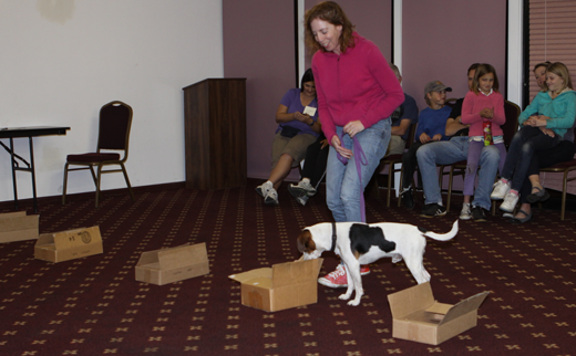 Danish/Swedish Farmdog Skoen doing the Box drill