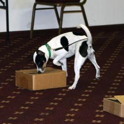 Danish/Swedish Farmdog Tabatha Searched for hidden odor in the boxes