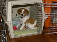 Kirby as a puppy