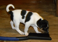 Marcus As a puppy