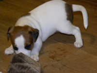 Kelley as a puppy