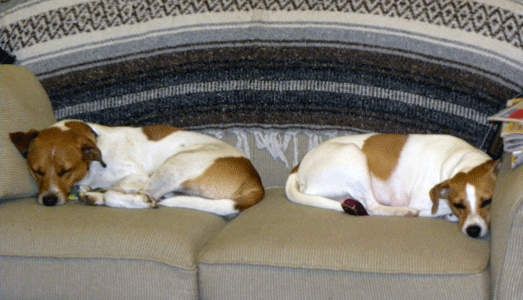 Anna and Tukko's 2009 Litter
