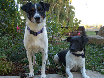 Suzie and Scout