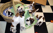 Hilde's litter, 2006