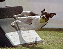 Flyball