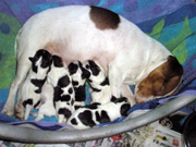 Available Danish/Swedish Farmdog Puppies