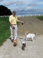 Walking with your Farmdog can be a real treat