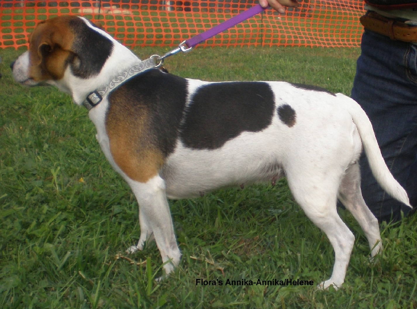 Lure Coursing - Danish/Swedish Farmdogs