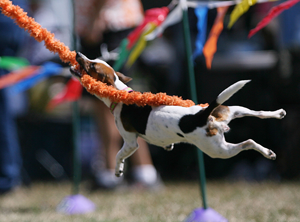 Farmdog Nellie at the end of a Flyball tug