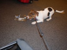 A little bit of play while waiting at the gate to board the plane makes for a good sleep. Here Sussi is "killing" a coca cola bottle in O'Hare airport, before sleeping like a baby the entire way across the Atlantic on her first trip.