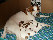 Kennel DANASA's Kelley - Winther's Jip litter