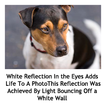 White reflection in eyes adds life to a photo