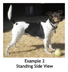 Example 2 - Standing Side View: Danish/Swedish Farmdog