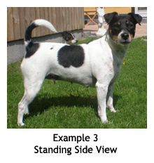 Example 3 - Standing Side View: Danish/Swedish Farmdog
