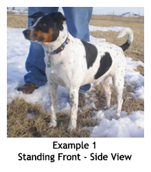 Example 1 - Standing Front View: Danish/Swedish Farmdog