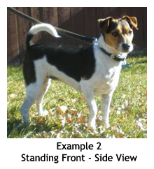 Example 2 - Standing Front View: Danish/Swedish Farmdog