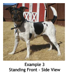 Example 3 - Standing Front View: Danish/Swedish Farmdog