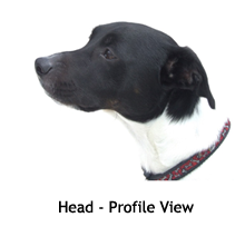 Head - profile View: Danish/Swedish Farmdog