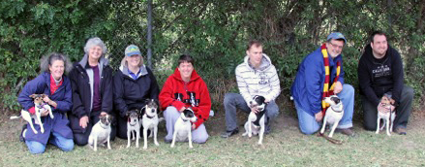 West Coast Danish/Swedish Farmdogs