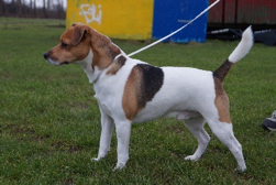 Dsfca Danish Swedish Farmdog Club Of America Inc Danish Swedish Farmdog